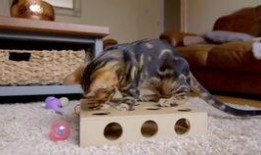 动物性本能在线观看,在线观看揭示自然界的生存智慧